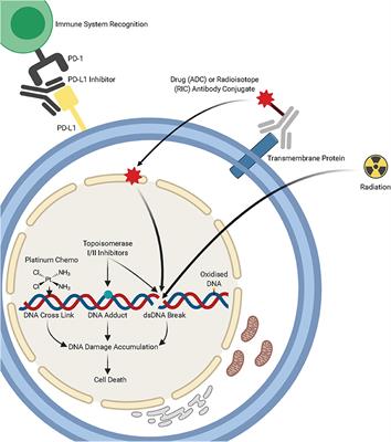 The Therapeutic Potential of DNA Damage Repair Pathways and Genomic Stability in Lung Cancer